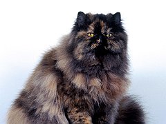 Fraiser, Persian Torti